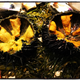 Chelsea market: whole California sea urchins.